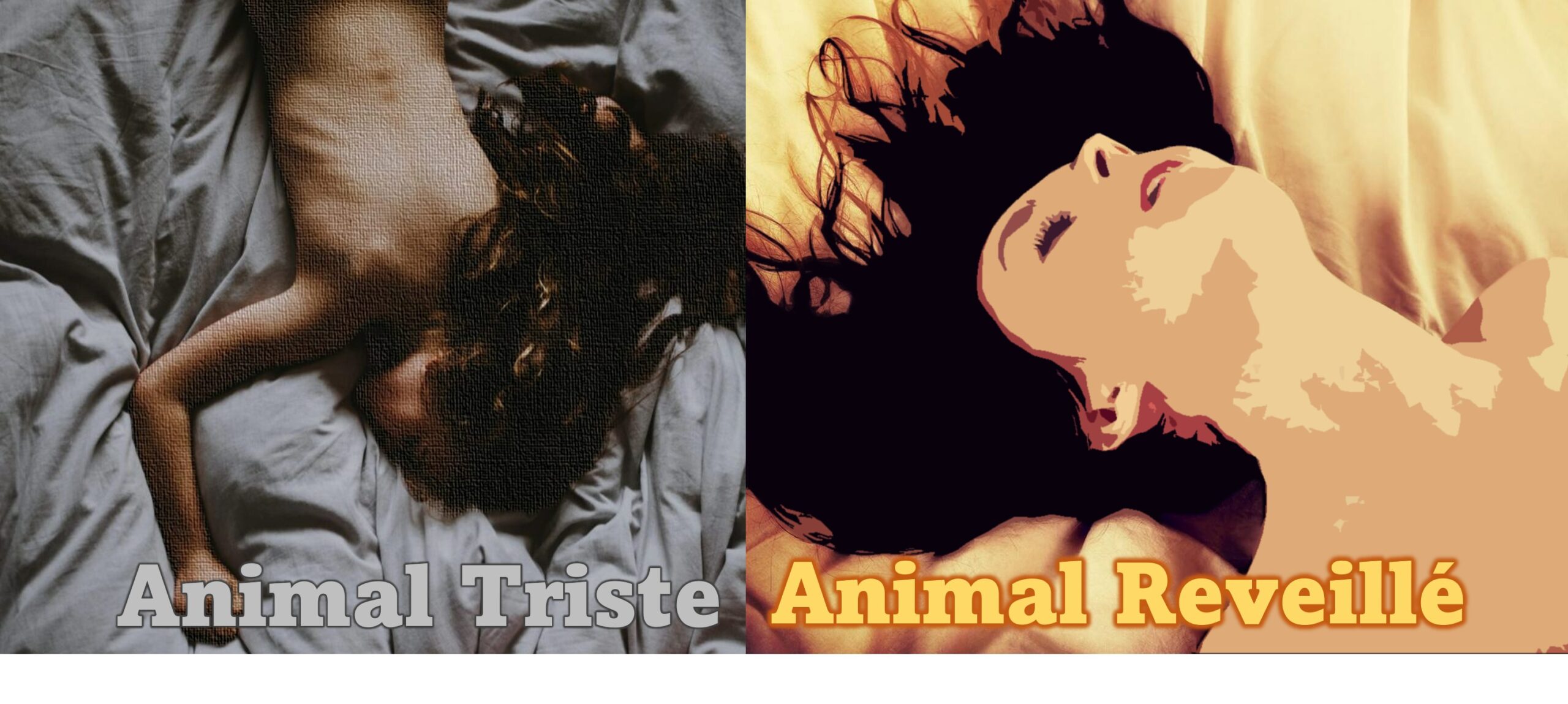 WXV S01E03 – Animal triste